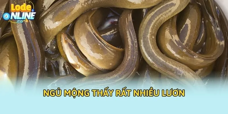 Ngủ mộng thấy rất nhiều lươn